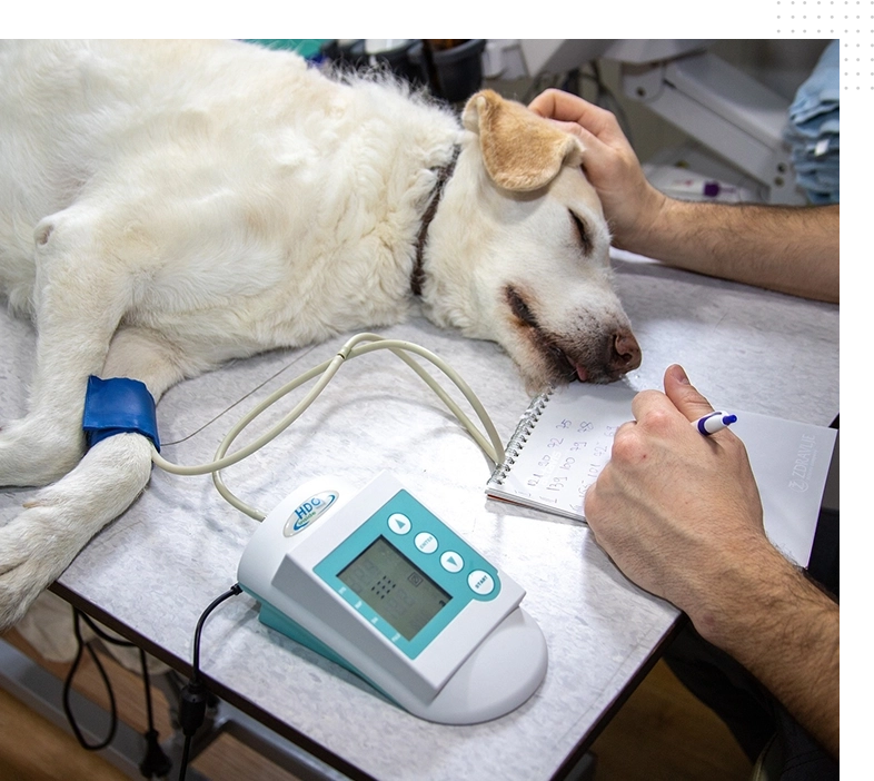 A dog is being examined by an animal hospital.